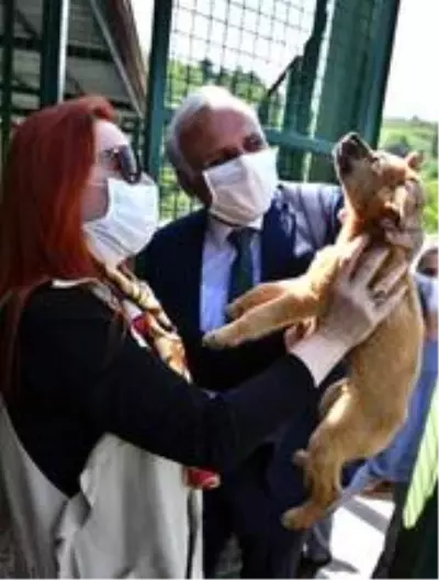 Başkan Zorluoğlu'ndan 'Her siteye ve bahçeye bir köpek' önerisi Başkan Zorluoğlu'ndan 'Her siteye ve bahçeye bir köpek' önerisi
