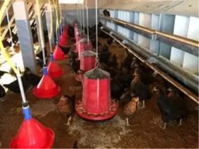 Büyükşehir'den çiftçilere gezen tavuk desteği Büyükşehir'den çiftçilere gezen tavuk desteği
