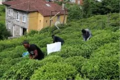 Burası Afrika değil Karadeniz! Çay bahçeleri Birleşmiş Millet gibi Burası Afrika değil Karadeniz! Çay bahçeleri Birleşmiş Millet gibi