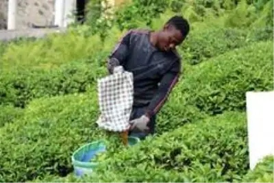 Burası Afrika değil Karadeniz! Çay bahçeleri Birleşmiş Millet gibi Burası Afrika değil Karadeniz! Çay bahçeleri Birleşmiş Millet gibi