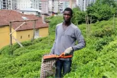 Burası Afrika değil Karadeniz! Çay bahçeleri Birleşmiş Millet gibi Burası Afrika değil Karadeniz! Çay bahçeleri Birleşmiş Millet gibi