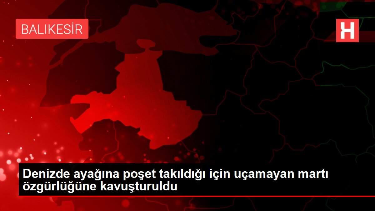 Denizde ayağına poşet takıldığı için uçamayan martı özgürlüğüne kavuşturuldu Denizde ayağına poşet takıldığı için uçamayan martı özgürlüğüne kavuşturuldu