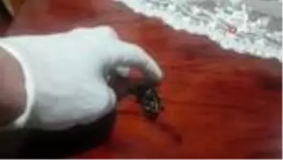 Evinin balkonunda buldu sır gibi saklıyor Evinin balkonunda buldu sır gibi saklıyor