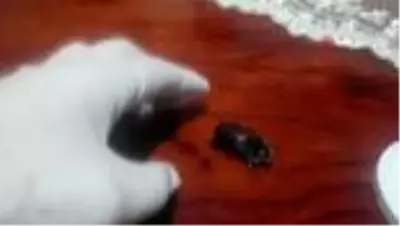 Evinin balkonunda buldu sır gibi saklıyor Evinin balkonunda buldu sır gibi saklıyor