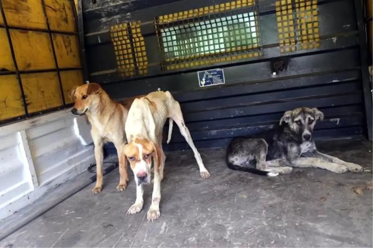 Kırklareli�de ormanlık alanda 12 köpek ölü bulundu Haber