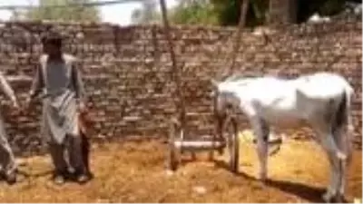Pakistan'da sıra dışı bahis çetesi operasyonunda bir eşek gözaltına alındı Pakistan'da sıra dışı bahis çetesi operasyonunda bir eşek gözaltına alındı