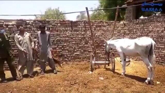 Pakistan'da sıra dışı bahis çetesi operasyonunda bir eşek gözaltına alındı Pakistan'da sıra dışı bahis çetesi operasyonunda bir eşek gözaltına alındı