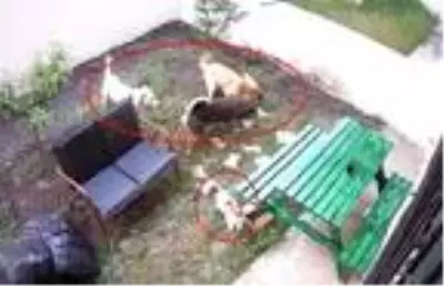 Apartman sakinlerinin beslediği anne kedi ve yavrularını sokak köpekleri telef etti Apartman sakinlerinin beslediği anne kedi ve yavrularını sokak köpekleri telef etti