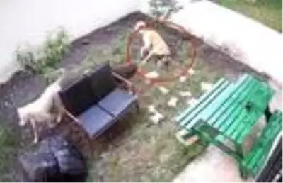 Apartman sakinlerinin beslediği anne kedi ve yavrularını sokak köpekleri telef etti Apartman sakinlerinin beslediği anne kedi ve yavrularını sokak köpekleri telef etti