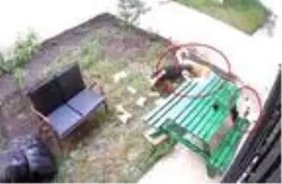 Apartman sakinlerinin beslediği anne kedi ve yavrularını sokak köpekleri telef etti Apartman sakinlerinin beslediği anne kedi ve yavrularını sokak köpekleri telef etti