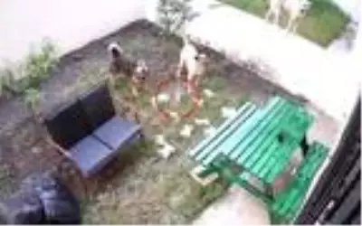 Apartman sakinlerinin beslediği anne kedi ve yavrularını sokak köpekleri telef etti Apartman sakinlerinin beslediği anne kedi ve yavrularını sokak köpekleri telef etti