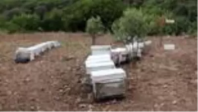 Yunusemre'de bal üretimi artırılacak Yunusemre'de bal üretimi artırılacak