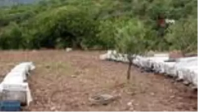 Yunusemre'de bal üretimi artırılacak Yunusemre'de bal üretimi artırılacak