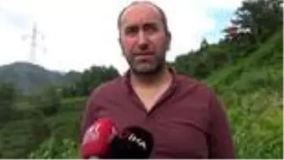 Artvin'de mavi yemiş için hasat zamanı