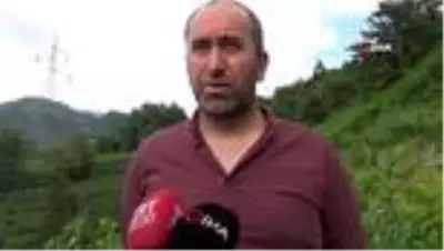 Artvin'de mavi yemiş için hasat zamanı