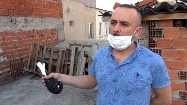 Bursa Oynarı cinsi güvercinin çifti motosiklet fiyatına alıcı buluyor Bursa Oynarı cinsi güvercinin çifti motosiklet fiyatına alıcı buluyor