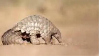 Çin, koronavirüsün kaynağı olarak gösterilen pangolinleri geleneksel ilaç listesinden çıkardı Çin, koronavirüsün kaynağı olarak gösterilen pangolinleri geleneksel ilaç listesinden çıkardı
