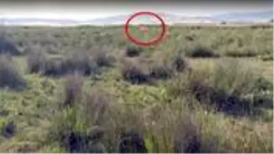 Çorum'da çobanın Aslan gördüm iddiası ekipleri teyakkuza geçirdi