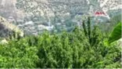 GAZİANTEP İslahiye'de kiraz hasadı üreticiyi mutlu etti GAZİANTEP İslahiye'de kiraz hasadı üreticiyi mutlu etti