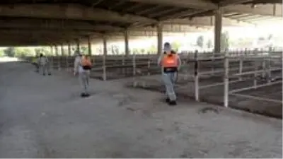 Kırıkkale'de hayvan pazarı yeniden açılıyor Kırıkkale'de hayvan pazarı yeniden açılıyor