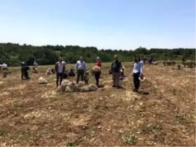 Sarımsak üreticinin yüzünü güldürdü Sarımsak üreticinin yüzünü güldürdü