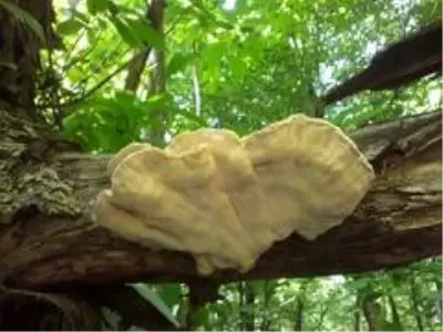 Sinop'ta mantar toplamanı zamanı Sinop'ta mantar toplamanı zamanı