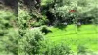 Sivas’ta mantar toplamaya gittikleri yerde 3 ayıyla karşılaştılar