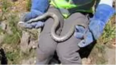 Türkiye'de ilk kez görüldü! Boyu 90 santim, zehri 1 saat içinde öldürüyor Türkiye'de ilk kez görüldü! Boyu 90 santim, zehri 1 saat içinde öldürüyor