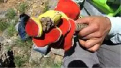 Türkiye'de ilk kez görüldü! Boyu 90 santim, zehri 1 saat içinde öldürüyor Türkiye'de ilk kez görüldü! Boyu 90 santim, zehri 1 saat içinde öldürüyor
