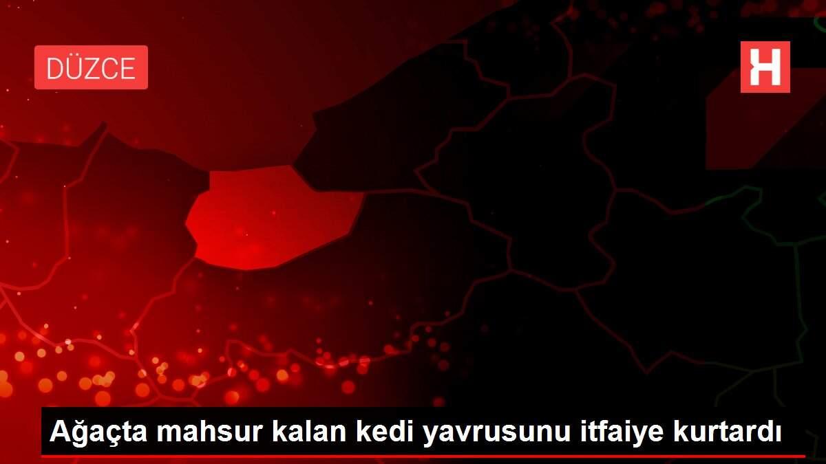 Ağaçta mahsur kalan kedi yavrusunu itfaiye kurtardı