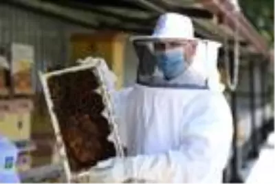 Balıkesir'de propolis üretimi artacak