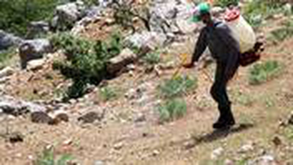 Çekirgeler sınır kentimizden giriş yaptı! Üç yayla istila altında, ekipler çalışma başlattı
