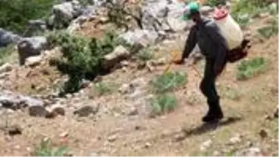 Çekirgeler sınır kentimizden giriş yaptı! Üç yayla istila altında, ekipler çalışma başlattı Çekirgeler sınır kentimizden giriş yaptı! Üç yayla istila altında, ekipler çalışma başlattı