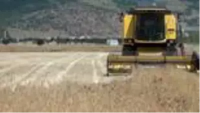 Gaziantep’te saman satışları başladı