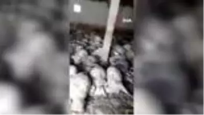 Haymana’da çok sayıda küçükbaş hayvan havasızlıktan telef oldu