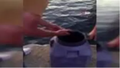 Kilosu altın değerinde olan deniz patlıcanını avlarken yakalandılar