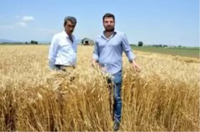 Manisa'da buğday hasadı başladı
