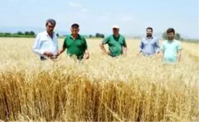 Manisa'da buğday hasadı başladı
