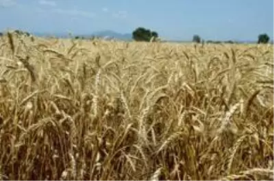 Manisa'da buğday hasadı başladı