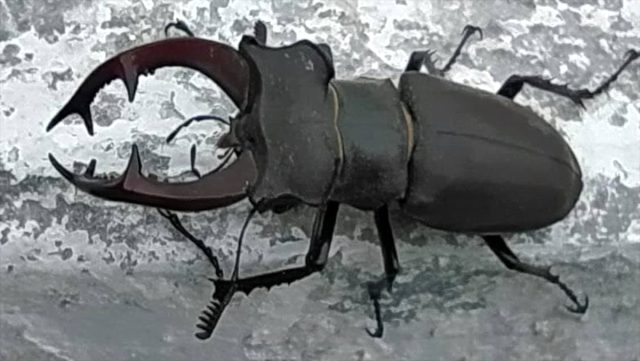 Nadir görülen 'geyik böceği' Kırklareli'nde görüntülendi