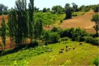 Osmaneli'nin kanatlı tavuk üretimindeki yükselişi sürüyor Osmaneli'nin kanatlı tavuk üretimindeki yükselişi sürüyor