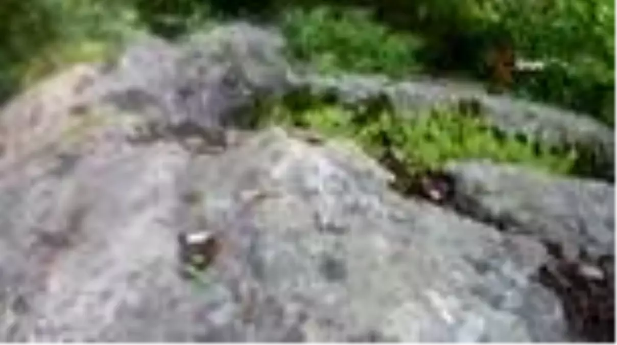 Telefonla görüntülediği engerek yılanının saldırısına uğradı