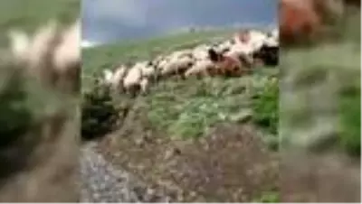 Yaylada doluya yakalandılar Yaylada doluya yakalandılar