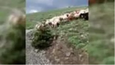 Yaylada doluya yakalandılar