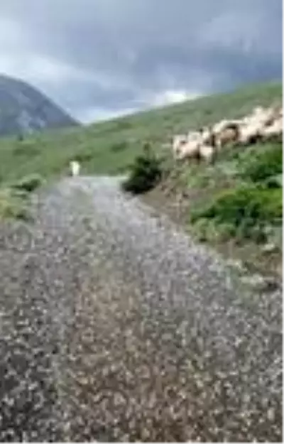 Son dakika haber: Yaylada sürüsüyle doluya yakalandı