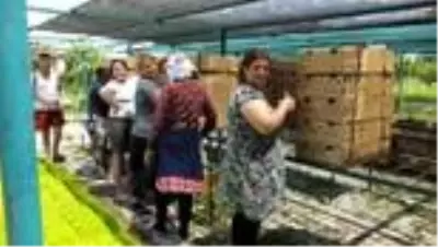 Burhaniye Şeker otu fidesi üretim merkezi oldu