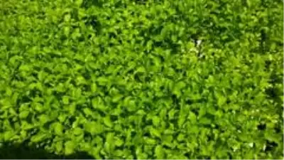 Burhaniye Stevia fidesi üretim merkezi oldu