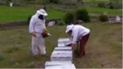 Gezginci arıcılar, çiçek balı ve polen üretimi için Kocatepe'yi tercih ediyor