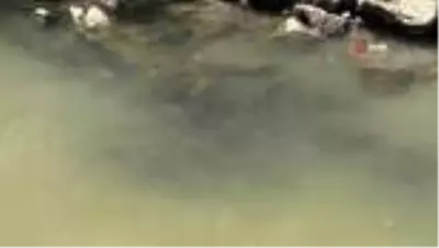 Kars'taki balık ölümlerinin sebebi araştırılıyor Kars'taki balık ölümlerinin sebebi araştırılıyor