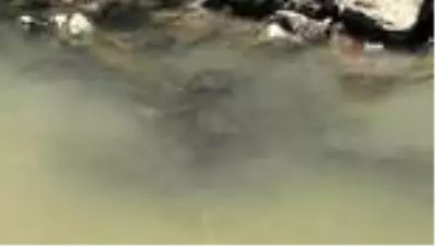 Kars'taki balık ölümlerinin sebebi araştırılıyor Kars'taki balık ölümlerinin sebebi araştırılıyor